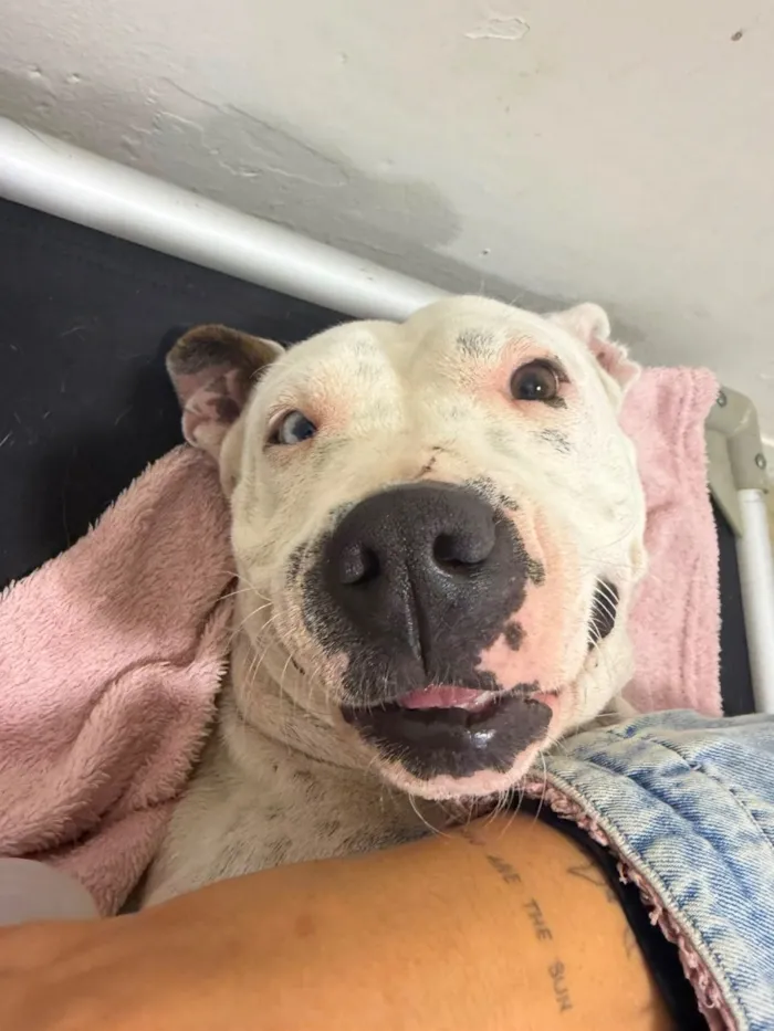 Cachorro raça Pit-Bull idade 2 anos nome Dona