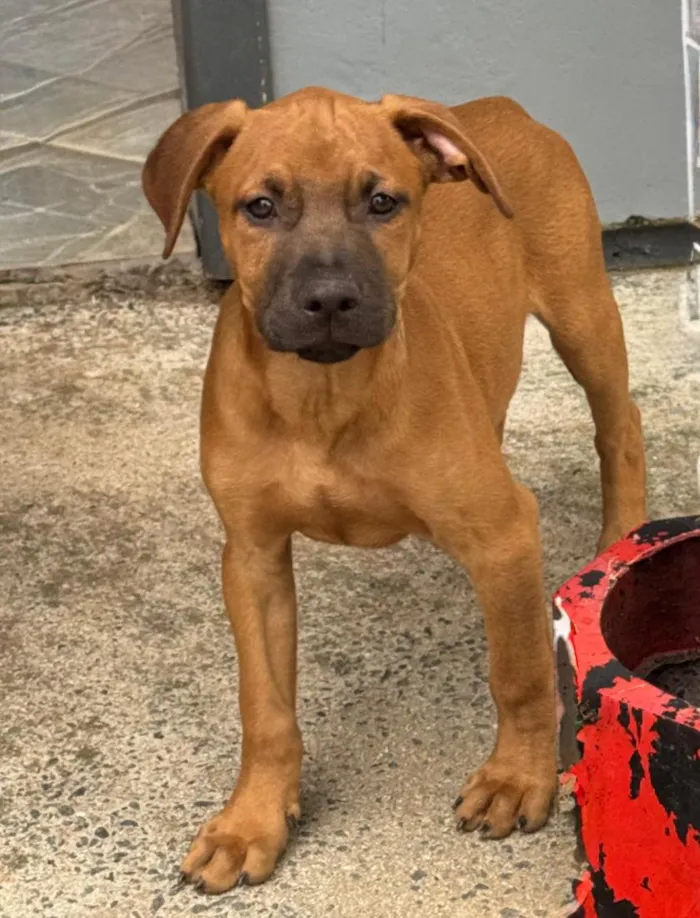 Cachorro raça Pit-Bull idade 2 a 6 meses nome Max 