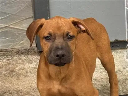 Cachorro raça Pit-Bull idade 2 a 6 meses nome Max 