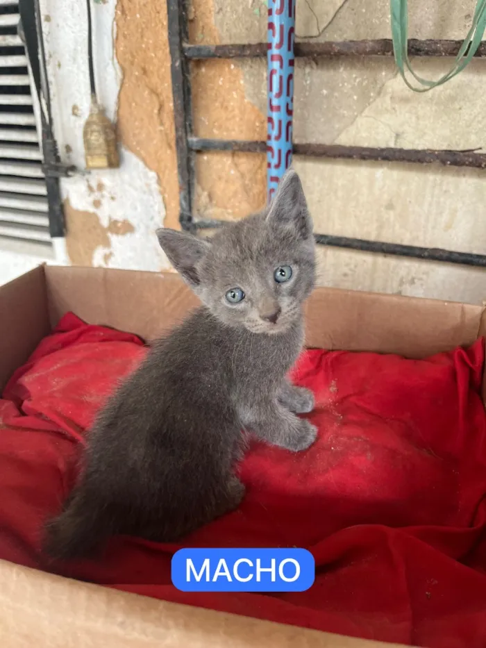 Gato raça SRD-ViraLata idade 2 a 6 meses nome Molekin/ Roni/ Bibo. Bela/ Kit/ Rosa