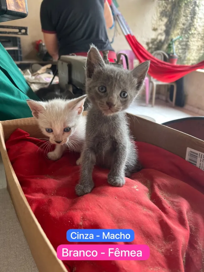Gato raça SRD-ViraLata idade 2 a 6 meses nome Molekin/ Roni/ Bibo. Bela/ Kit/ Rosa