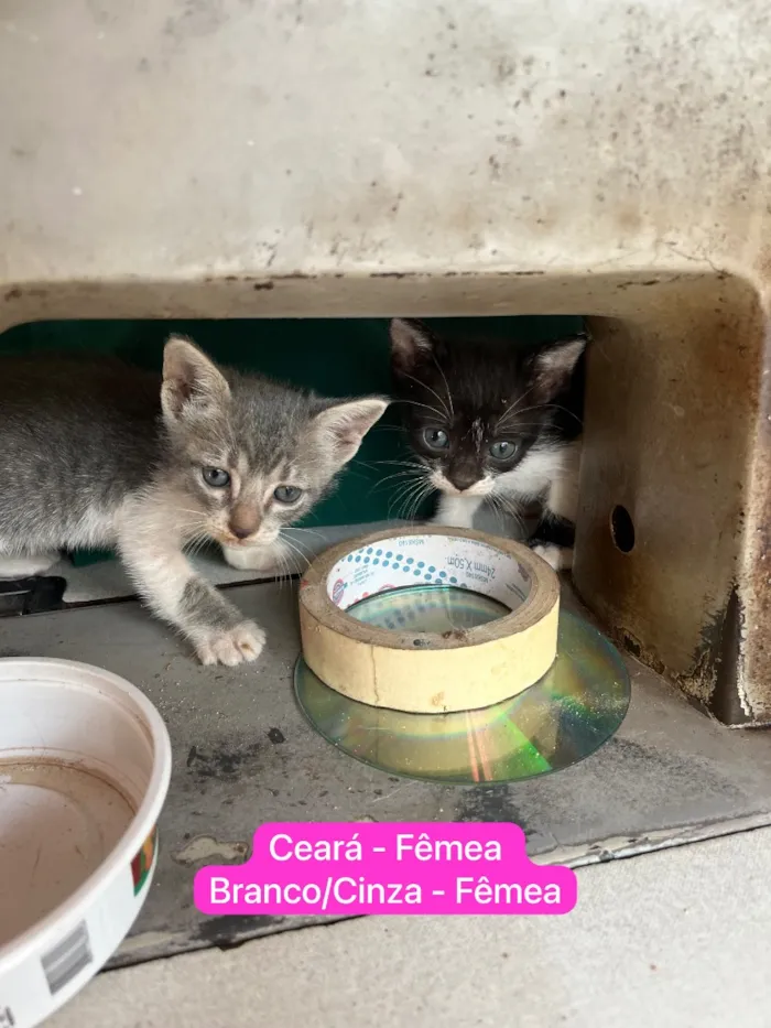 Gato raça SRD-ViraLata idade 2 a 6 meses nome Molekin/ Roni/ Bibo. Bela/ Kit/ Rosa