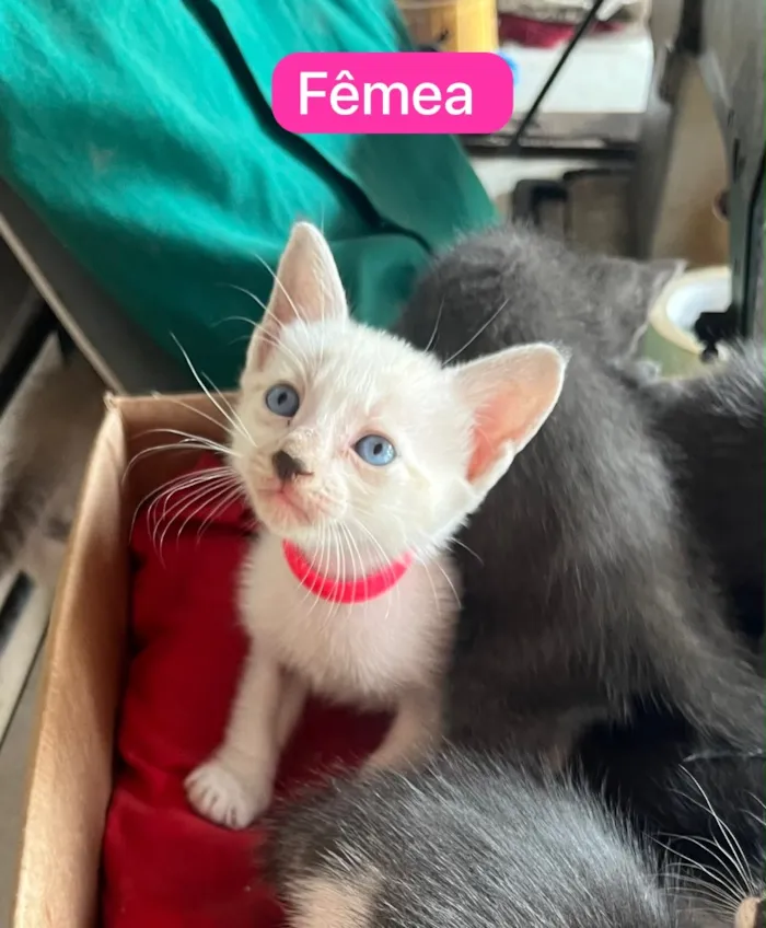 Gato raça SRD-ViraLata idade 2 a 6 meses nome Molekin/ Roni/ Bibo. Bela/ Kit/ Rosa