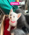 Molekin/ Roni/ Bibo. Bela/ Kit/ Rosa