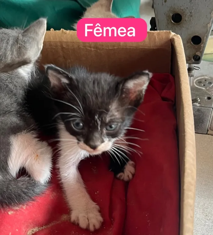Gato raça SRD-ViraLata idade 2 a 6 meses nome Molekin/ Roni/ Bibo. Bela/ Kit/ Rosa