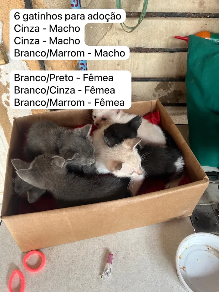 Gato raça SRD-ViraLata idade 2 a 6 meses nome Molekin/ Roni/ Bibo. Bela/ Kit/ Rosa