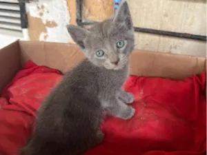Gato raça SRD-ViraLata idade 2 a 6 meses nome Molekin/ Roni/ Bibo. Bela/ Kit/ Rosa