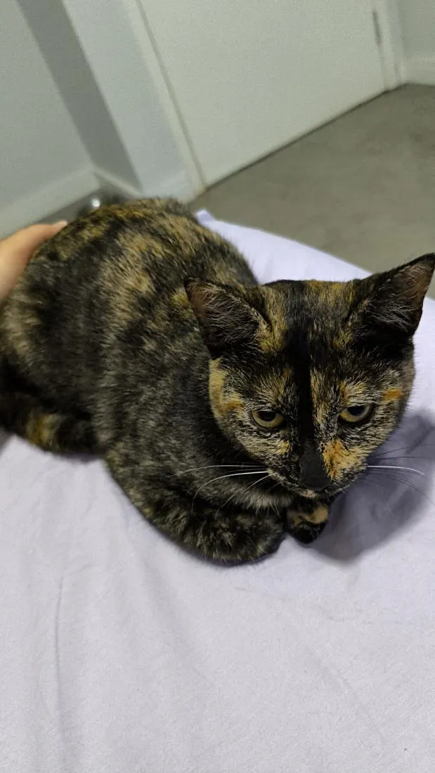 Gato raça SRD-ViraLata idade 2 a 6 meses nome Jade