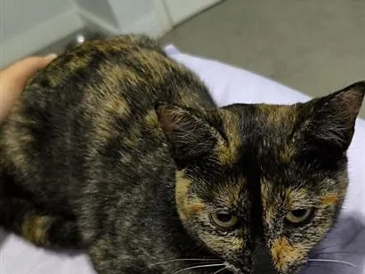 Gato raça SRD-ViraLata idade 2 a 6 meses nome Jade