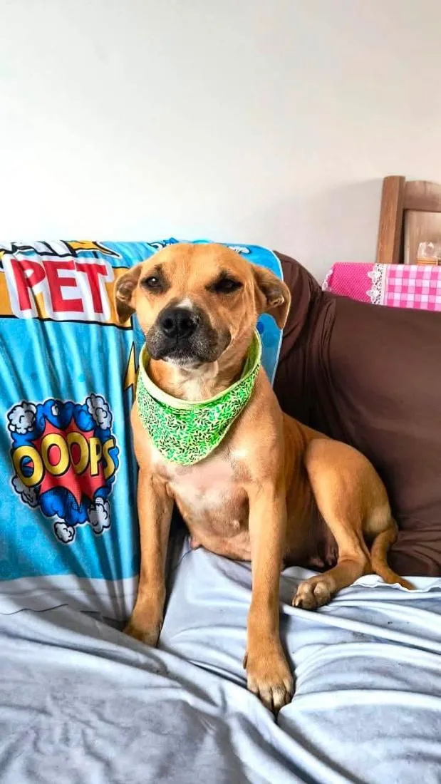 Cachorro raça Pit-Bull idade 2 anos nome Sol Pitbull 