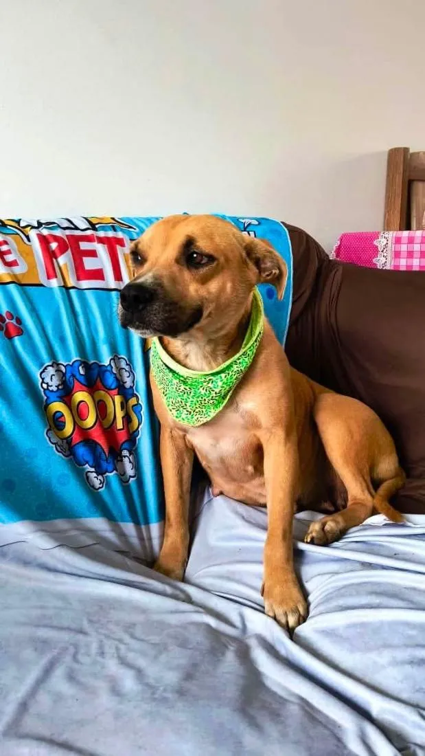 Cachorro raça Pit-Bull idade 2 anos nome Sol Pitbull 
