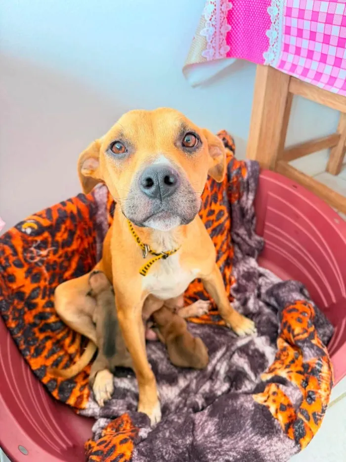 Cachorro raça Pit-Bull idade 2 anos nome Sol Pitbull 