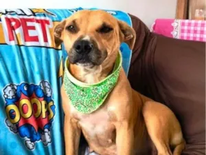 Cachorro raça Pit-Bull idade 2 anos nome Sol Pitbull 