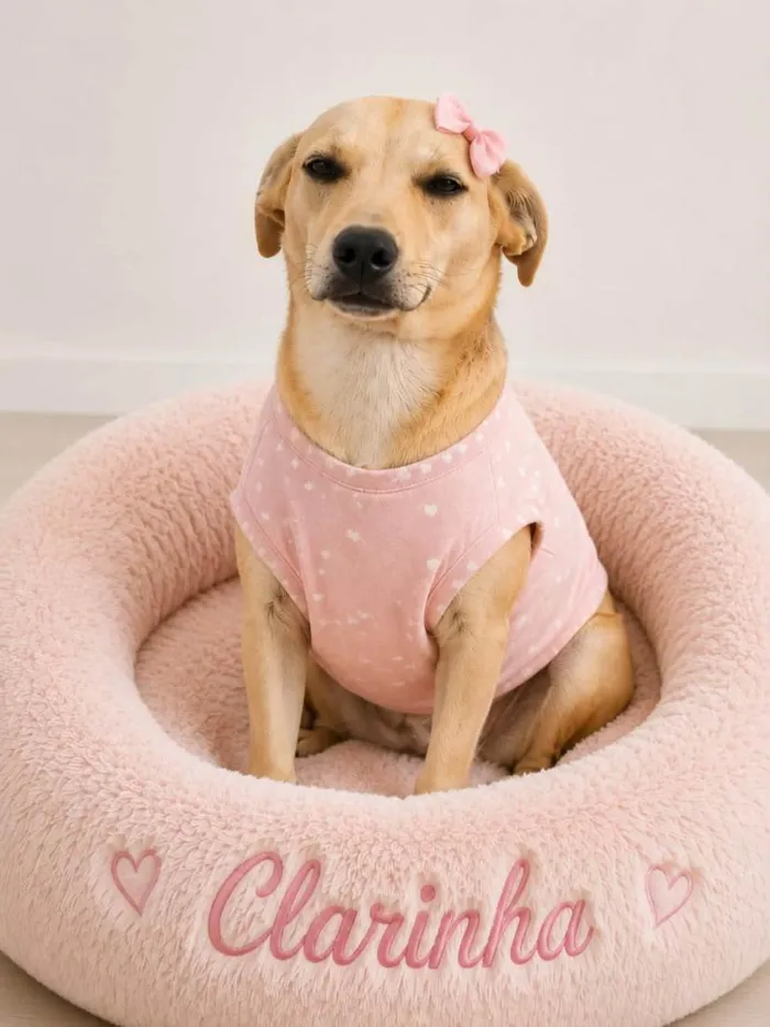 Cachorro raça SRD-ViraLata idade 7 a 11 meses nome Clara
