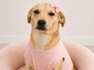 Cachorro raça SRD-ViraLata idade 7 a 11 meses nome Clara