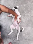ruffos