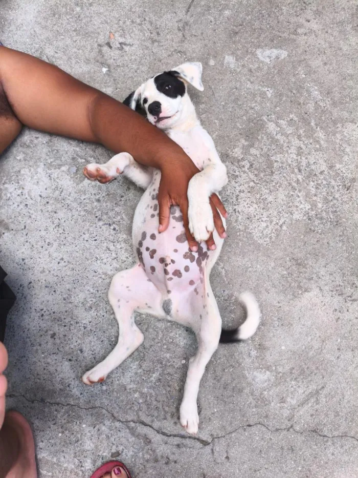Cachorro raça SRD-ViraLata idade 2 a 6 meses nome ruffos
