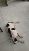 ruffos