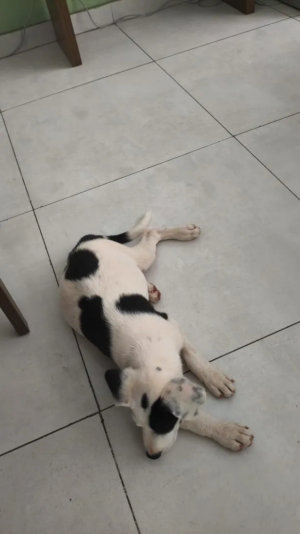 Cachorro raça SRD-ViraLata idade 2 a 6 meses nome ruffos