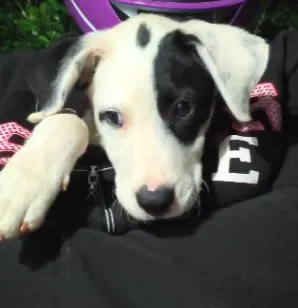 Cachorro raça SRD-ViraLata idade 2 a 6 meses nome ruffos