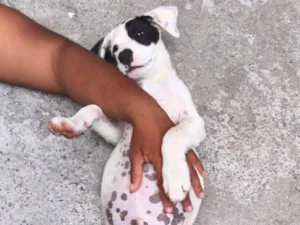 Cachorro raça SRD-ViraLata idade 2 a 6 meses nome ruffos