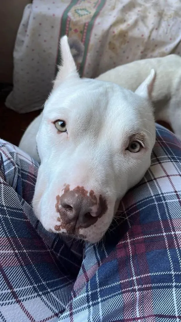 Cachorro raça Pit-Bull idade 3 anos nome Branca Pitbull 