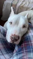 Branca Pitbull