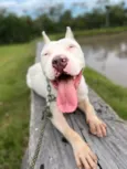 Branca Pitbull