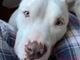 Branca Pitbull 