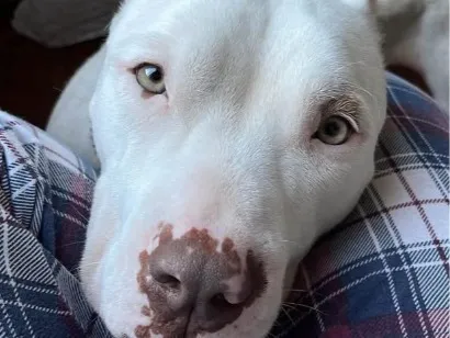Cachorro raça Pit-Bull idade 3 anos nome Branca Pitbull 