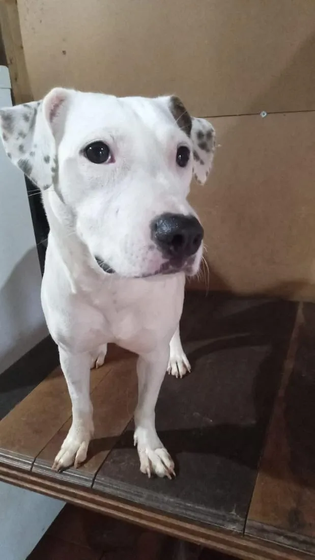 Cachorro raça Pit-Bull idade 2 anos nome Branca pintada Pitbull 
