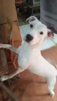 Branca pintada Pitbull 