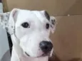 Branca pintada Pitbull