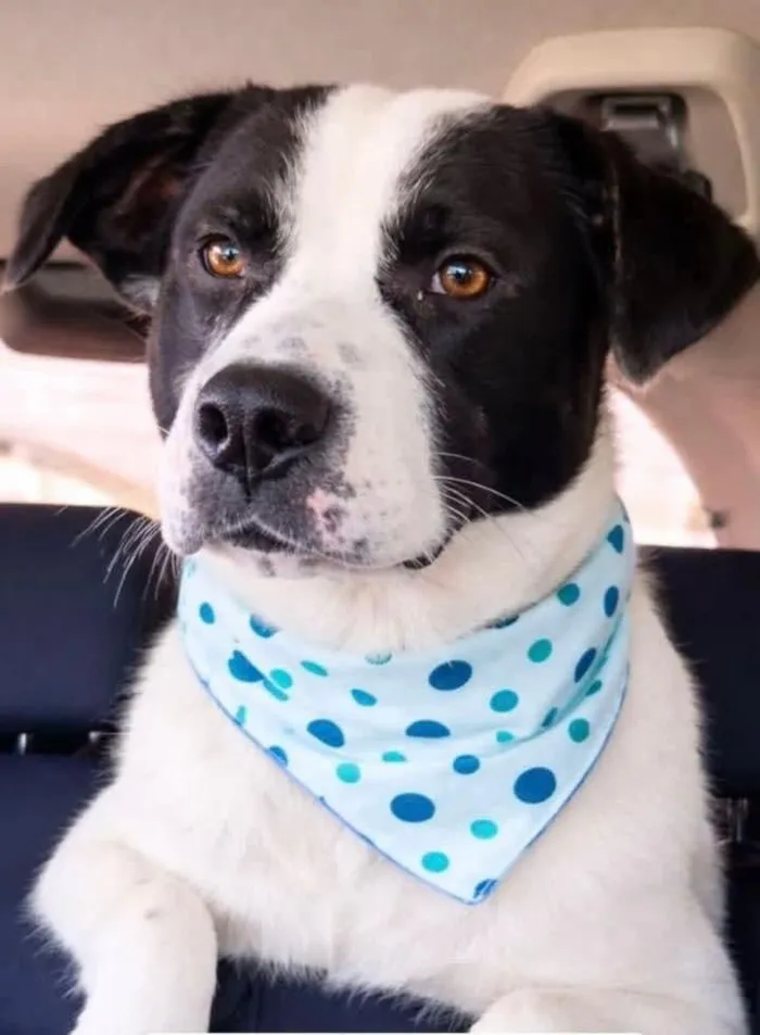 Cachorro raça Pit-Bull idade 2 anos nome pintado Pitbull 