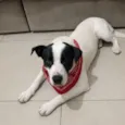 pintado Pitbull