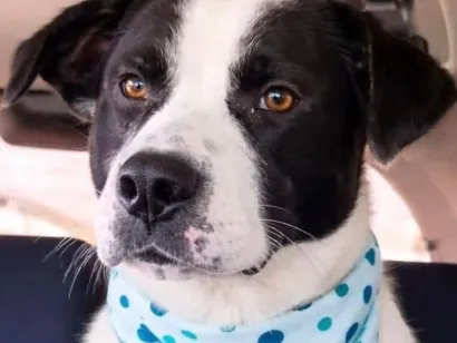 Cachorro raça Pit-Bull idade 2 anos nome pintado Pitbull 