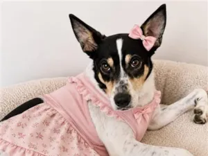Cachorro raça SRD-ViraLata idade 2 anos nome vick