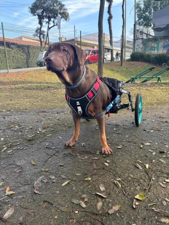 Cachorro raça SRD-ViraLata idade 6 ou mais anos nome Zeca