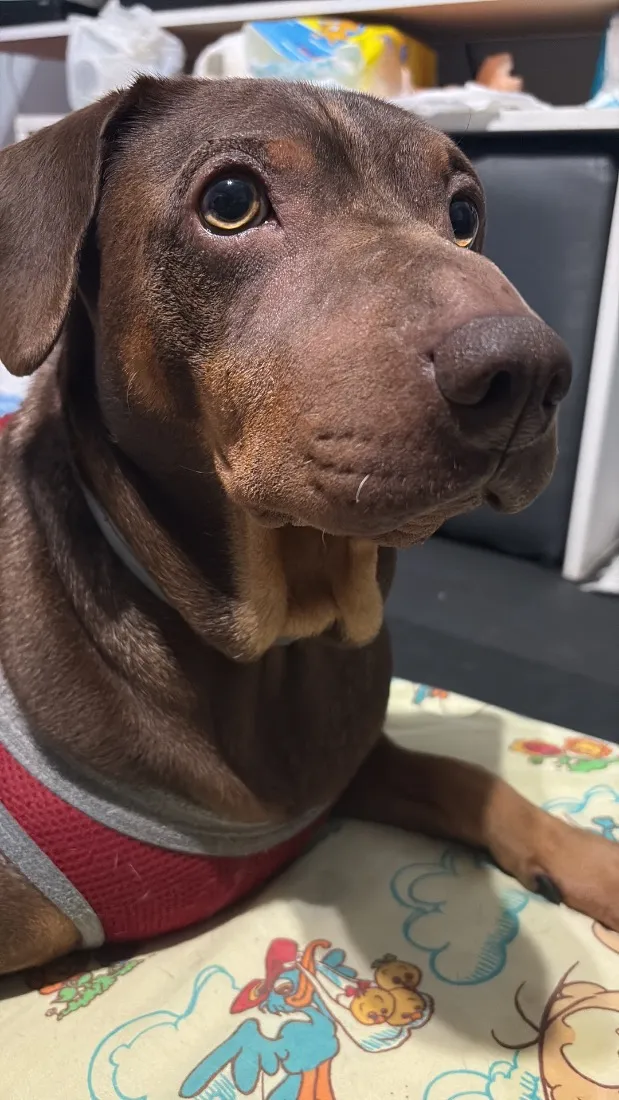 Cachorro raça SRD-ViraLata idade 6 ou mais anos nome Zeca