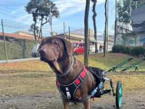 Cachorro raça SRD-ViraLata idade 6 ou mais anos nome Zeca