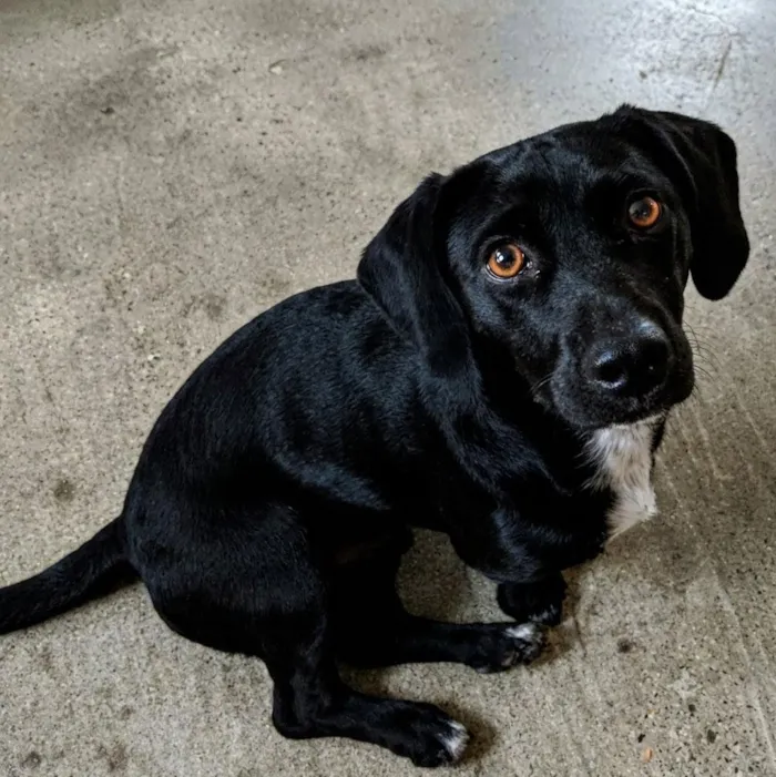 Cachorro raça SRD-ViraLata idade 5 anos nome Badu