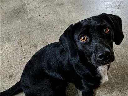 Cachorro raça SRD-ViraLata idade 5 anos nome Badu
