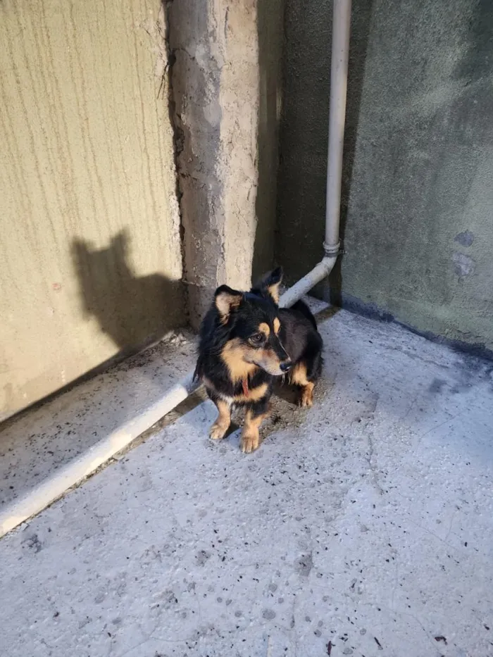 Cachorro raça SRD-ViraLata idade 1 ano nome Temos que descobrir