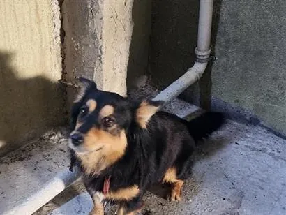 Cachorro raça SRD-ViraLata idade 1 ano nome Temos que descobrir