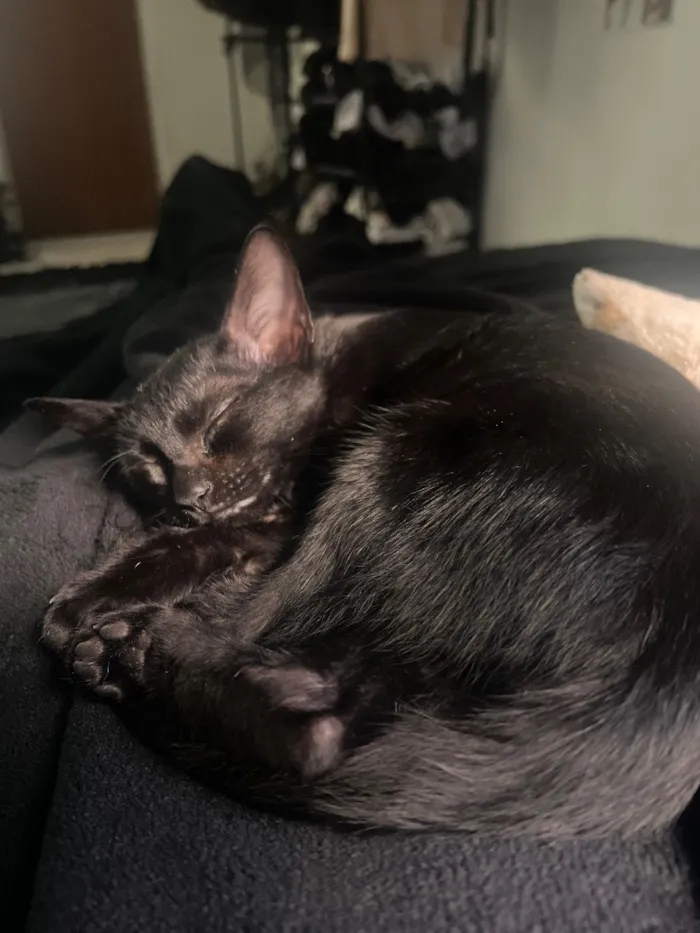 Gato raça SRD-ViraLata idade 2 a 6 meses nome Drácula