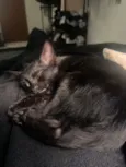 Drácula