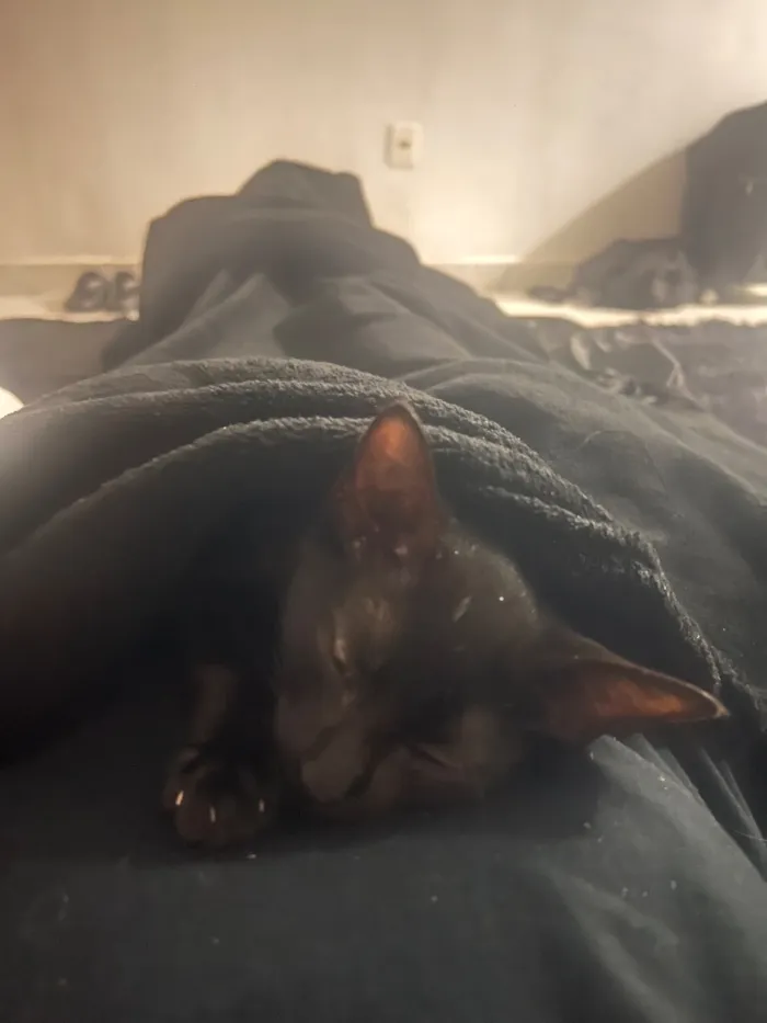 Gato raça SRD-ViraLata idade 2 a 6 meses nome Drácula