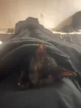 Drácula