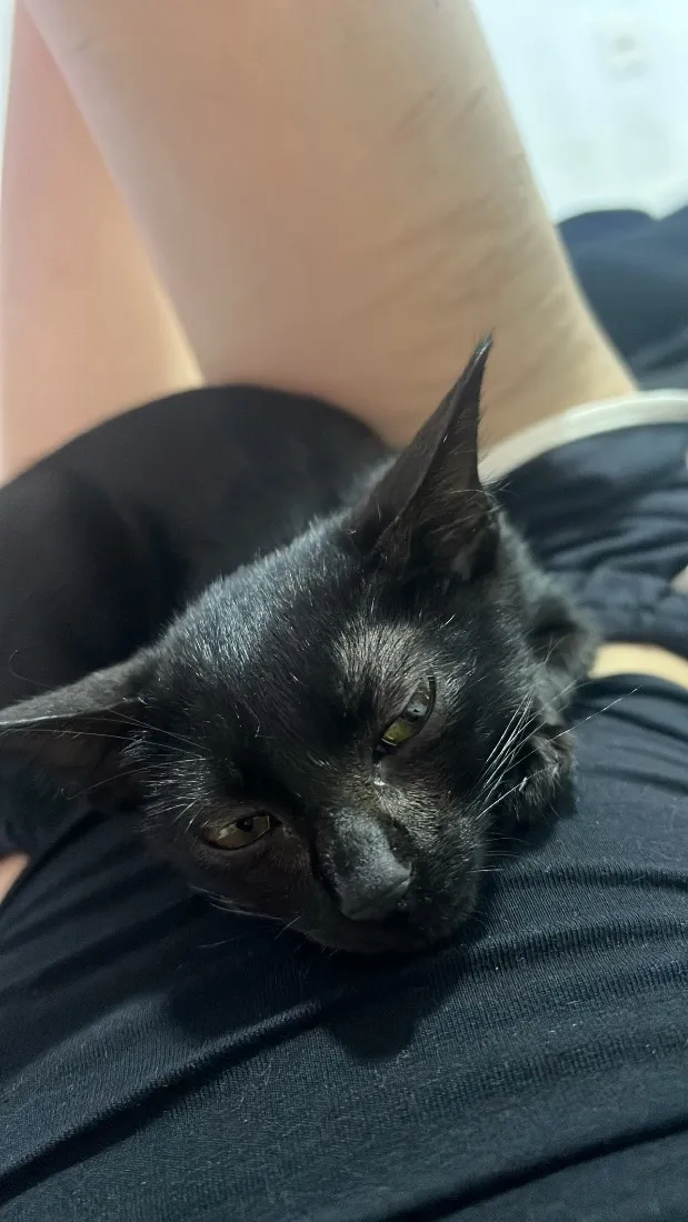 Gato raça SRD-ViraLata idade 2 a 6 meses nome Drácula