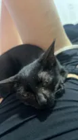 Drácula
